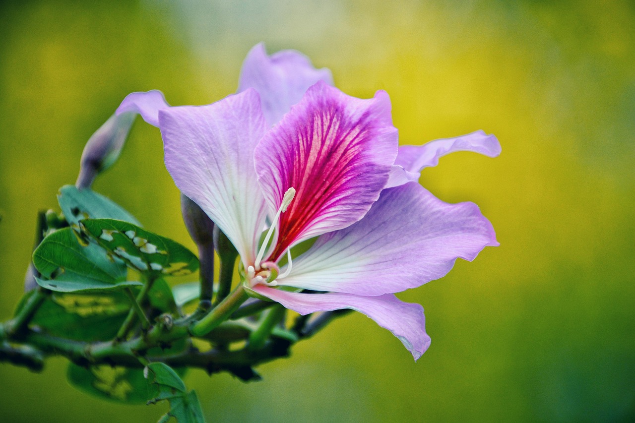 月季花，四季绽放的美丽与养护之道