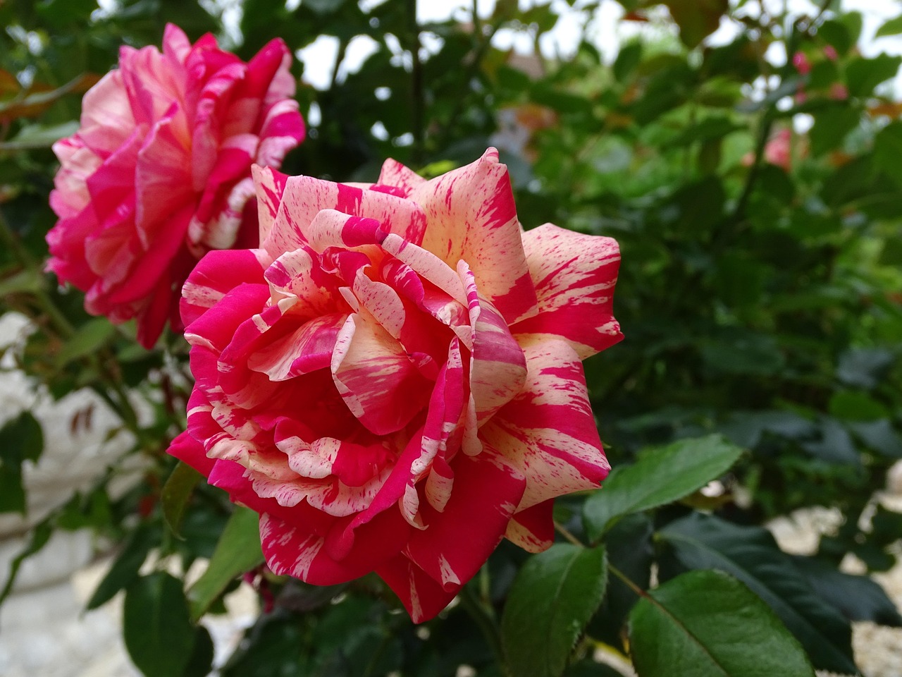 月季花的浪漫诗篇，从花园到心灵的绽放