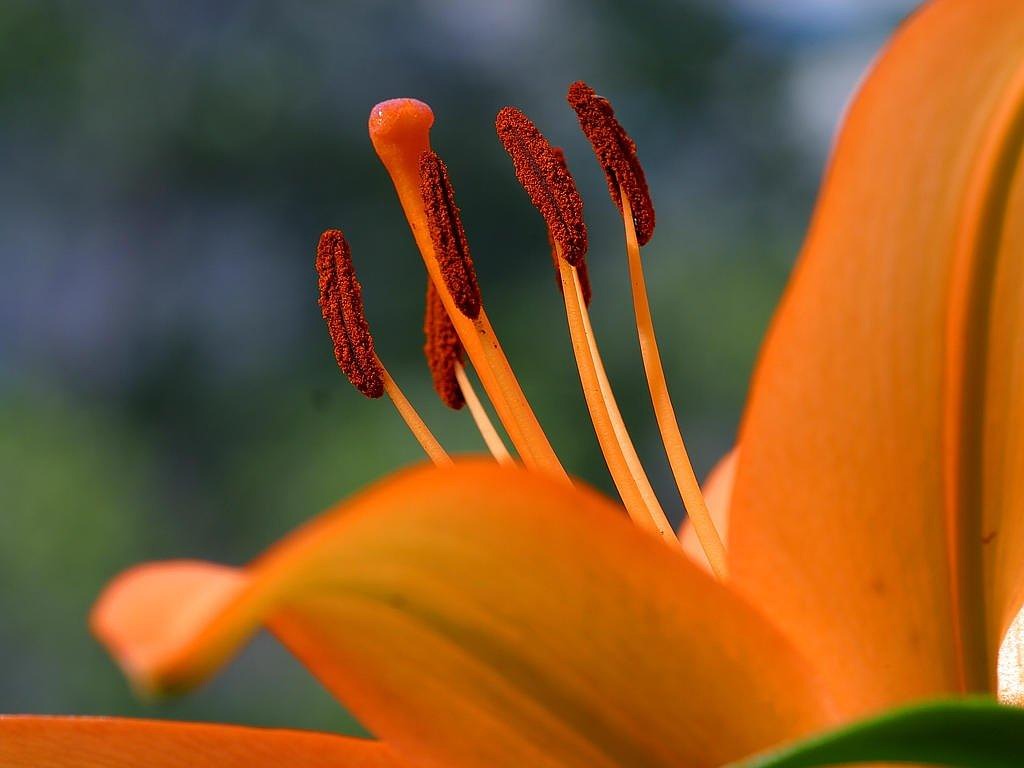 月季花的诗意与园艺之美，探索月季花的世界