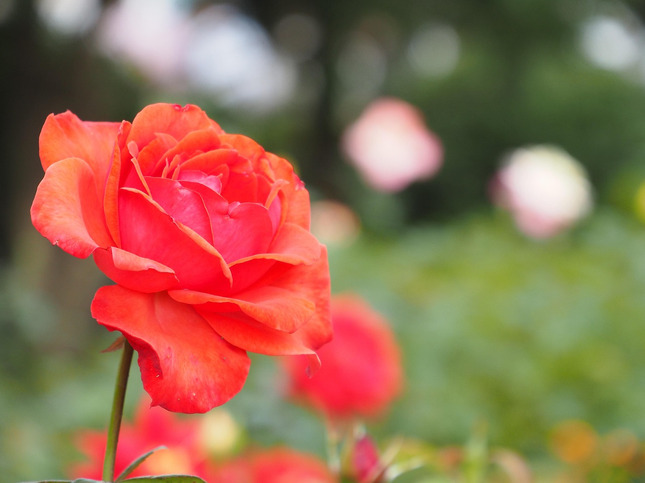 月季花，四季常开的花园精灵