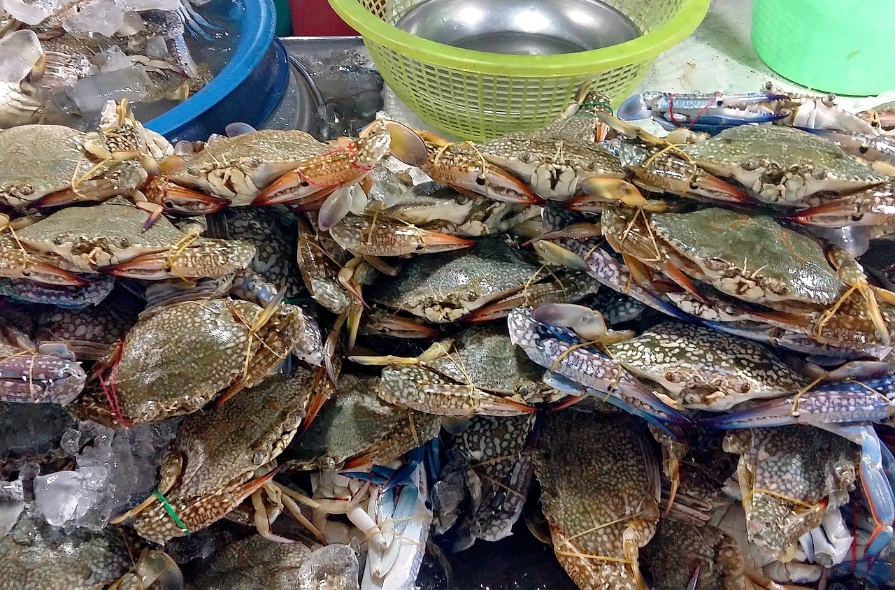 味蕾上的旅行，高清美食图片下载指南
